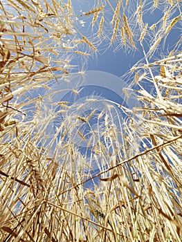Wheat against blue sky.