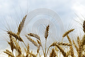 Wheat against blue sky