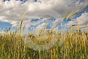 Wheat Against Blue Sky and Puffy White Clouds