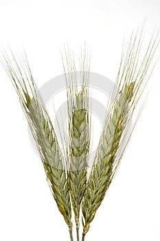 Wheat against a white back ground