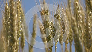 Wheat in Agriculture Field, Ear, Agricultural View Grains, Cereals Crop in Sunrise, Agrarian Industry Products