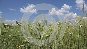 Wheat in Agriculture Field, Ear, Agricultural View Grains, Cereals Crop in Sunrise, Agrarian Industry Products