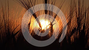 Wheat in Agriculture Field, Ear in Sunset, Agricultural View Grains, Cereals Crop in Sunrise, Agrarian Industry