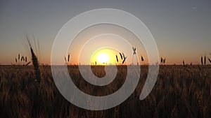 Wheat in Agriculture Field, Ear in Sunset, Agricultural View Grains Industry, Cereals Crop