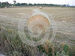 Wheat alpaca on crop field