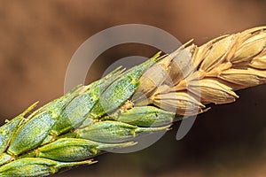 Grano attaccato secondo 