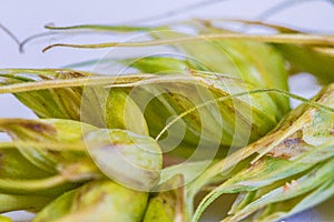 Fusarium head blight