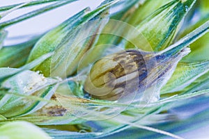 Fusarium head blight