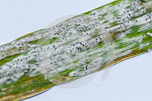 Powdery mildiew on cereal