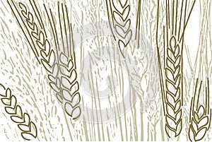 Wheat background