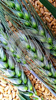 Wheat background green buds