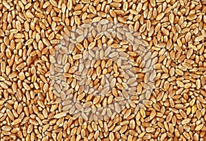 Wheat grains background, top view