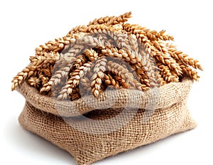 wheat in bag, realistic illustration