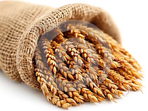wheat in bag on white background