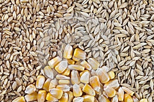 Wheat, barley and corn seeds