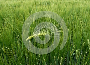 Wheat - barley ear against the wind