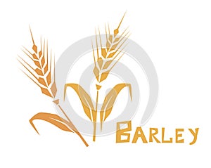 Wheat or barley ear. Cereal plants, agriculture industry organic crop products. Template for banner, card, poster, print