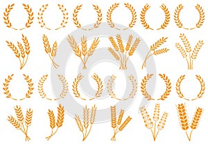 Wheat or barley ears. Harvest wheat grain, growth rice stalk and bread grains isolated vector set