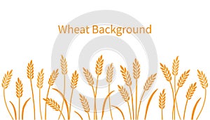 Wheat, barley, field background for oat, cereal