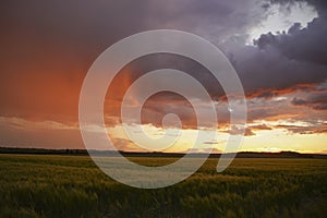 Wheat or barley field under storm cloud. At sunset, the color of the clouds is orange and dark blue.