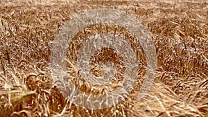 Wheat or barley field waving on wind