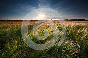 Wheat and barley field