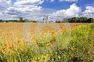 Wheat and Barley fields in America