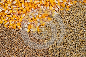 Wheat, barley and maize