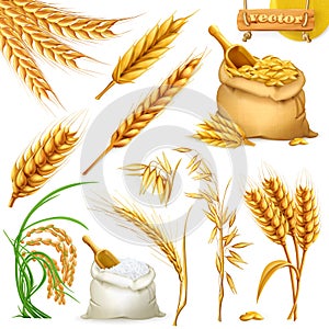 Wheat, barley, oat and rice. Cereals 3d icon vector set