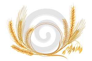 Wheat, barley, oat and rye set. Four cereals spikelets with ears, sheaf and text premium foods, natural product