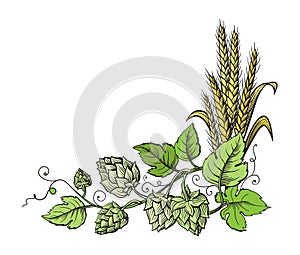 Wheat and beer hops branch with wheat ears, leaves and hop cones.