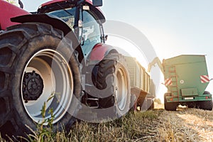 Wheat being loaded on trailer for transport during harvest season photo