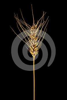 Wheat on black background