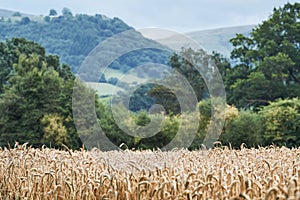 Wheat, the black mountains, Wales, in background