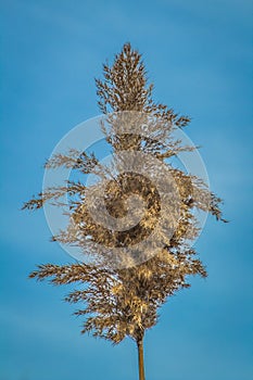 Wheat blowing in the wind