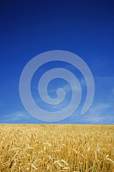 Wheat and blue sky