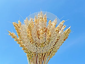 Wheat and blue sky