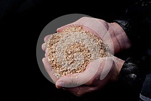 Wheat bran in peasant`s hands