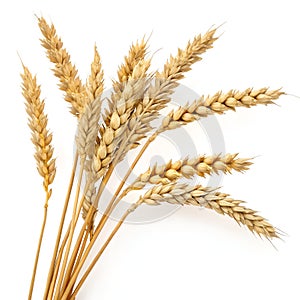 Wheat Branches Isolated on White Background