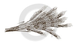 Wheat bread ears cereal crop sketch hand drawn vector illustration. Food ingredient engraving vintage style