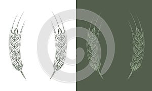 Wheat bread ears cereal crop sketch line art style. Vector illustration.