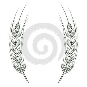 Wheat bread ears cereal crop sketch line art style. Vector illustration.