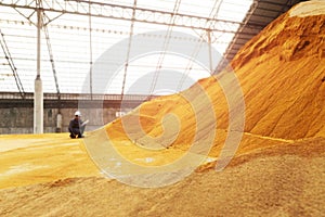 Wheat at bulk cargo warehouse storage