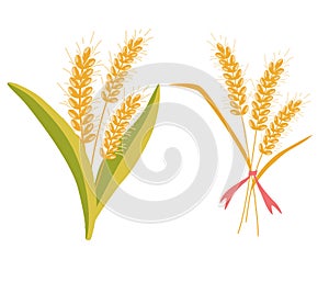 Wheat bunch ears. Oatmeal bouquet. Wheat spikelets. Wheat, rye, rye ear, symbol of farming, bread, harvest. Whole stems, an