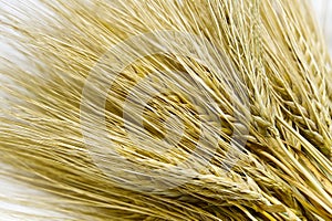 Wheat bundle close up on white background.