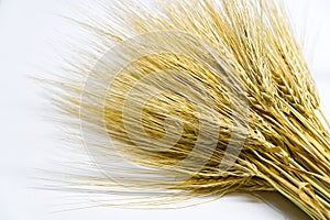 Wheat bundle close up on white background.