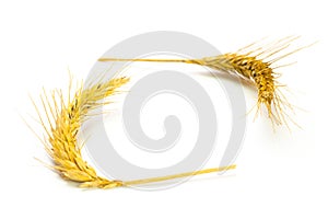 Wheat bundle. Wheat grain ear or rye spike plant isolated white background, for cereal bread flour. Whole, barley, harvest wheat