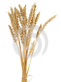 Wheat Bundle on white Background - Isolated