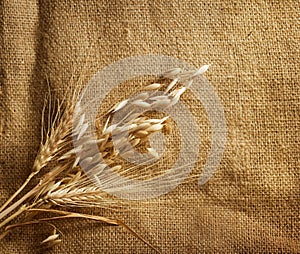 Wheat on burlap