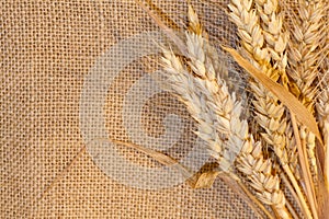 Wheat on Burlap